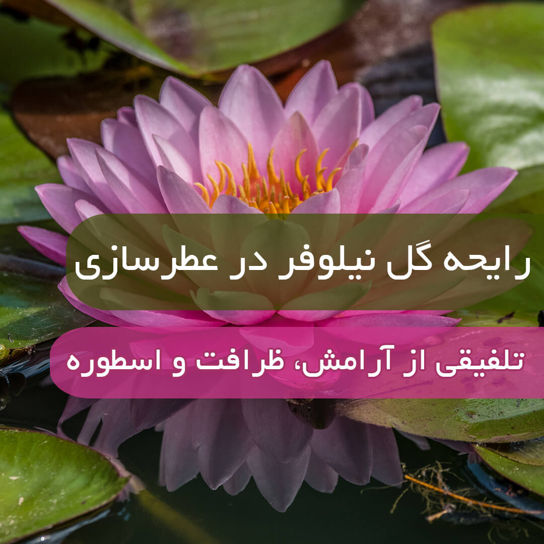 رایحه گل نیلوفر در عطرسازی
