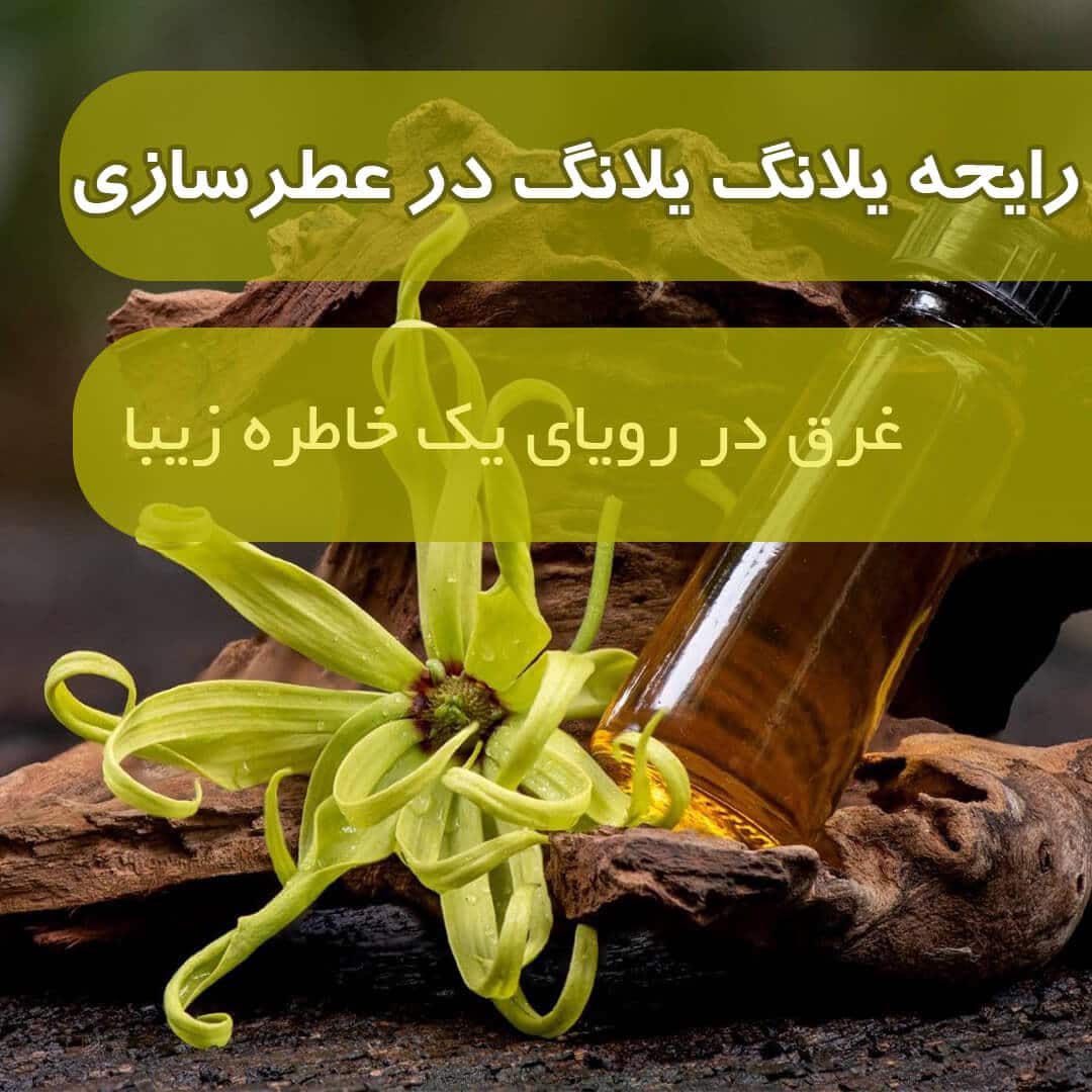 رایحه یلانگ یلانگ در عطرسازی