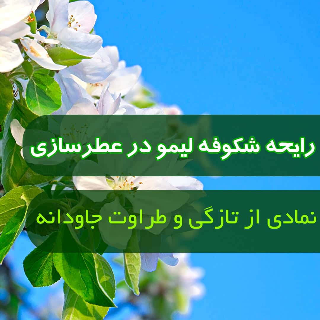 رایحه شکوفه لیمو در عطرسازی