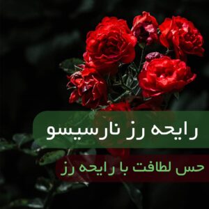 رایحه رز نارسیسو